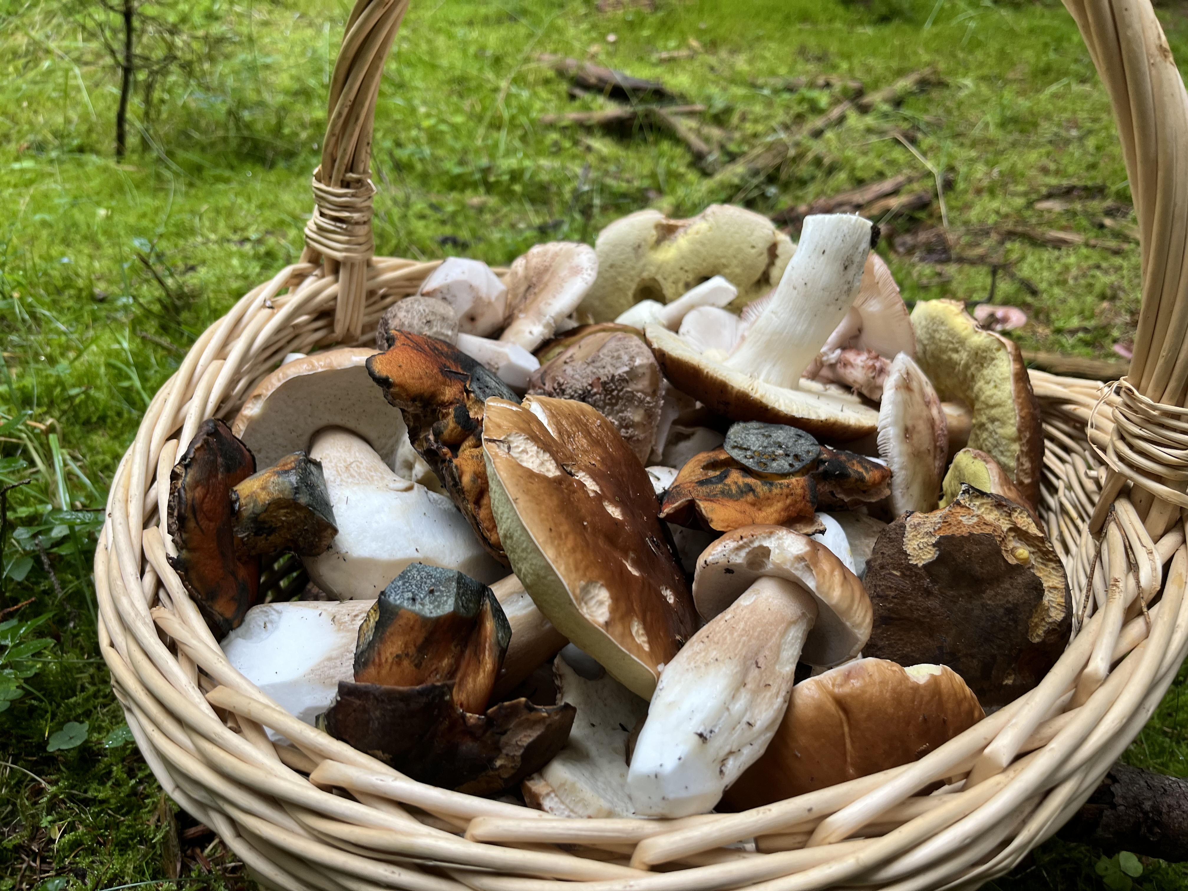 Pilzlehrwanderung 11.10.26 WEIMAR NAUNDORF