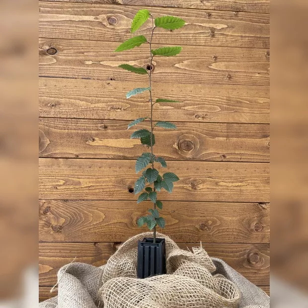 Trüffelbaum "Hainbuche" (Burgundertrüffel)