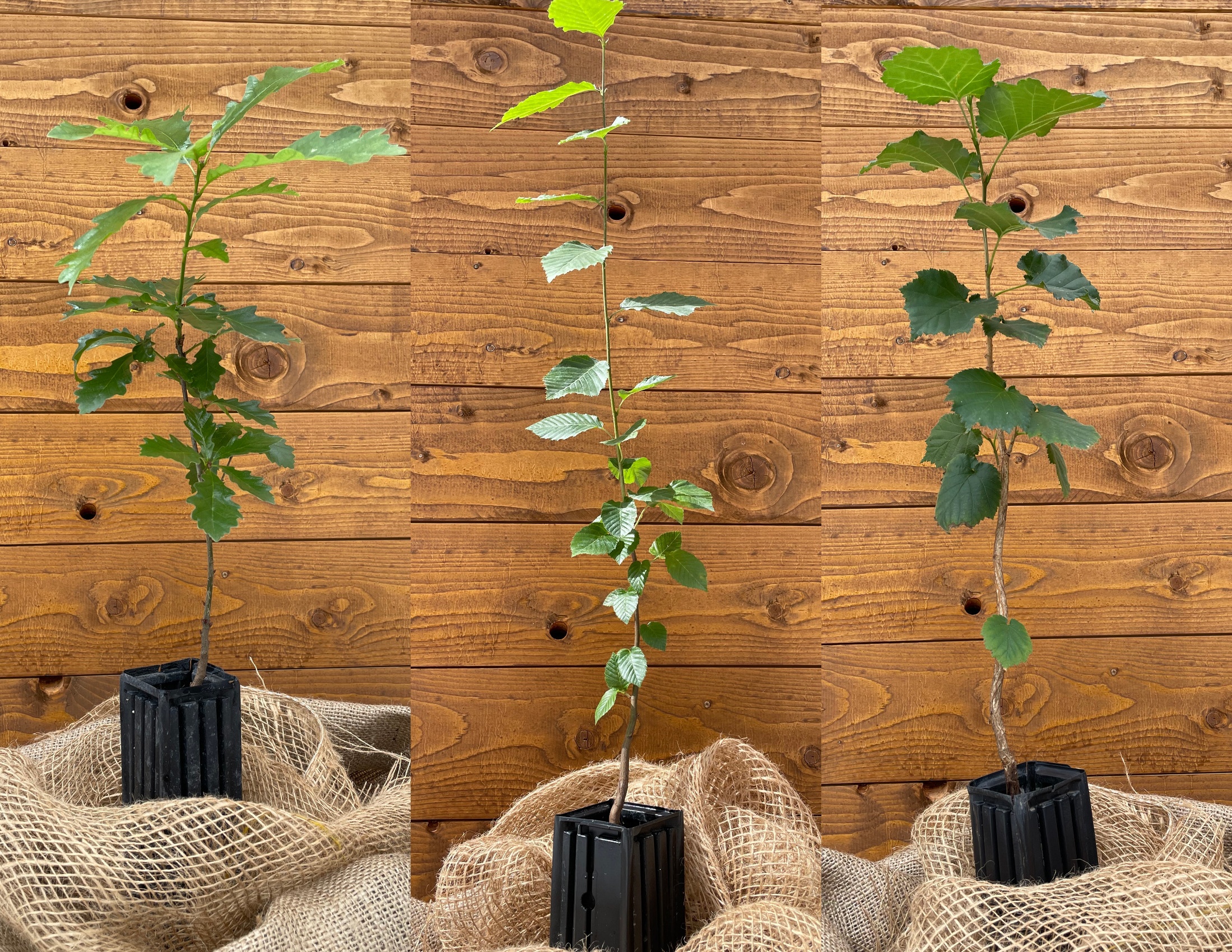 Trüffelbaum-3er Set  (Stieleiche, Hainbuche, Baumhasel)