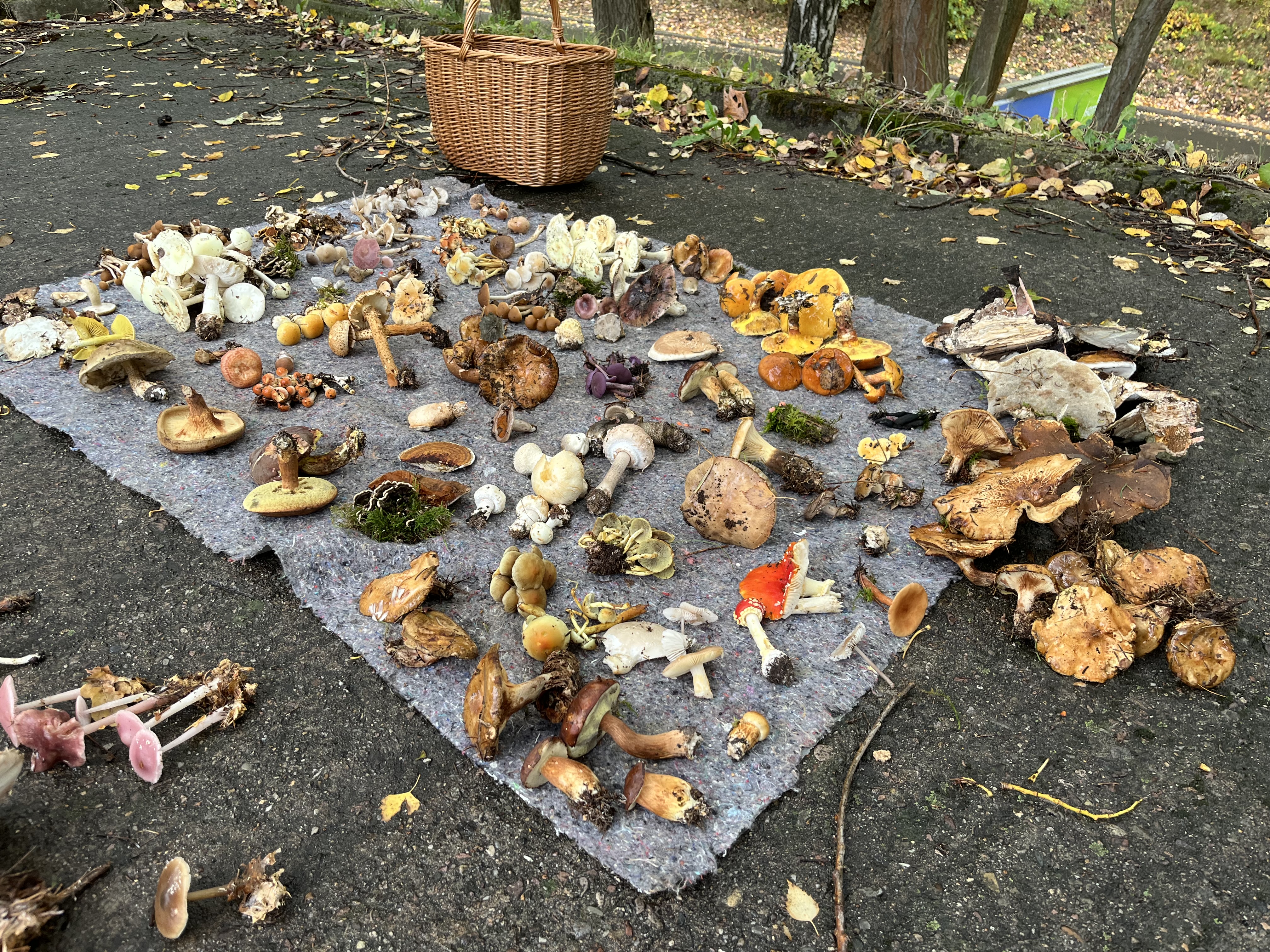 Pilzlehrwanderung 03.10.26 KRANICHFELD